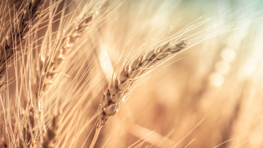 Rusagro de Rusia reducirá el área de trigo de primavera, los atributos se trasladan a un nuevo régimen fiscal