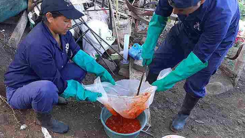 Biopreparados reducirían plagas en cultivo de mora
