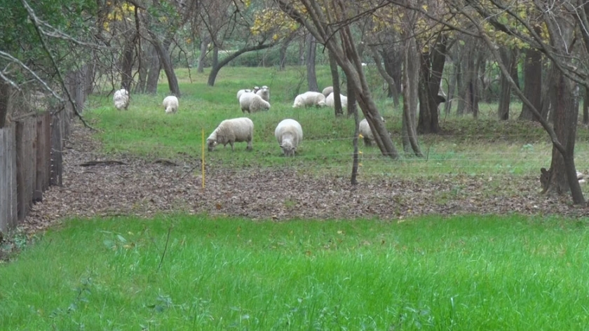 Proyecto Agroecológico Lamy