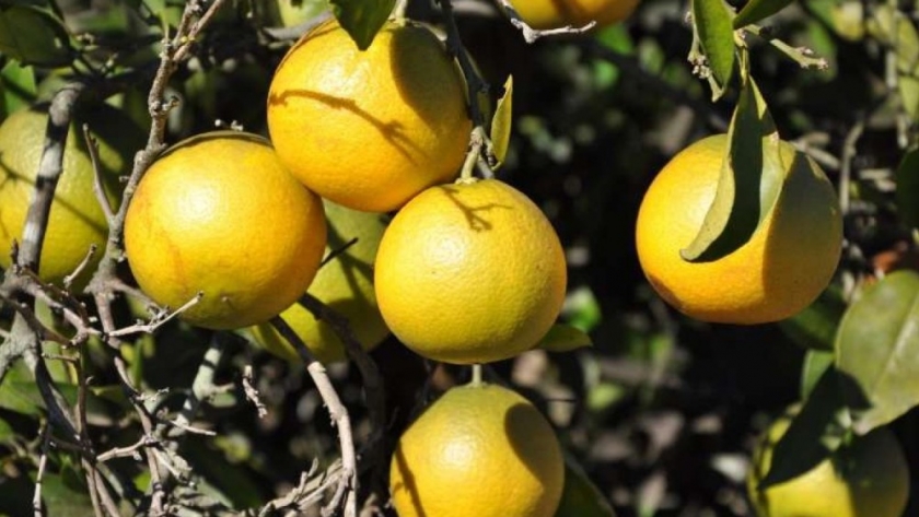 El Ministerio de Desarrollo Agrario avanza con la creación de un mapa frutícola bonaerense
