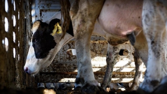 Los números de la crisis: En 2023 cerraron 465 tambos (más de uno por día) y también cayó fuerte el stock de vacas lecheras