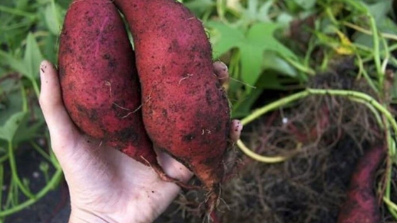 ¿Cuál es el cultivar de batata preferido por los consumidores? Los datos que reveló un estudio del INTA