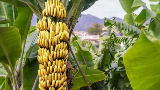 Jujuy impulsa la diversificación de frutos tropicales