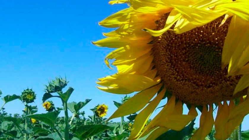 Desarrollo del Inta Manfredi: un híbrido de girasol que resiste herbicidas