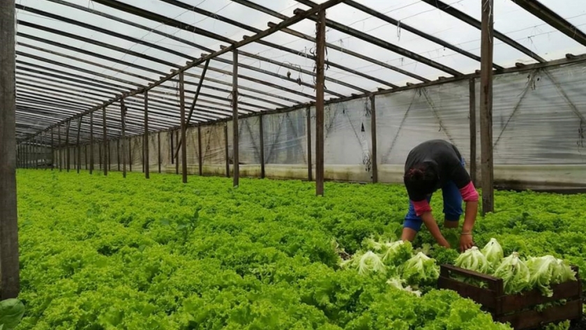 Renspa: Actualización automática de datos para inscriptos de la agricultura familiar