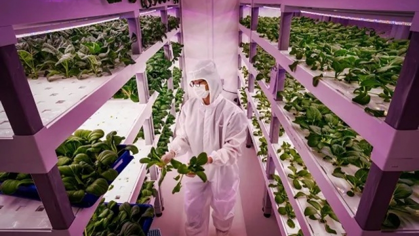 Compiten por US$ 500.000: las 10 startups del agro que presentarán en la final del GLOCAL Game Changers LatAm