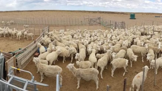 Alerta en el agro patagónico: temen por la apertura sanitaria y advierten impacto en 100.000 familias