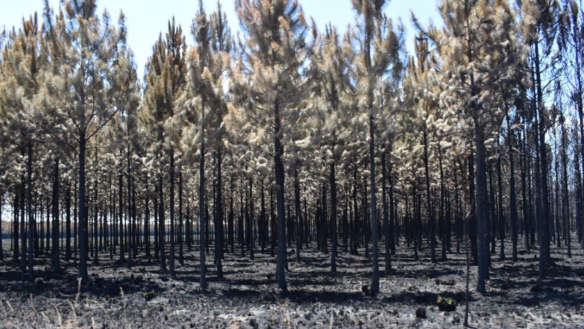 Emergencia forestal: se inicia en terreno la recepción de las Declaraciones Juradas