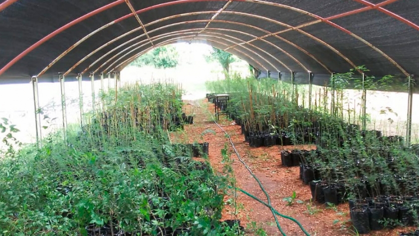 Hay 2.000 ejemplares listos para darle vida al monte nativo