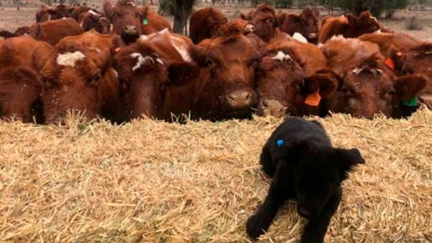Precios récord, las deudas agrícolas dificultan a los ganaderos la reconstrucción del rebaño