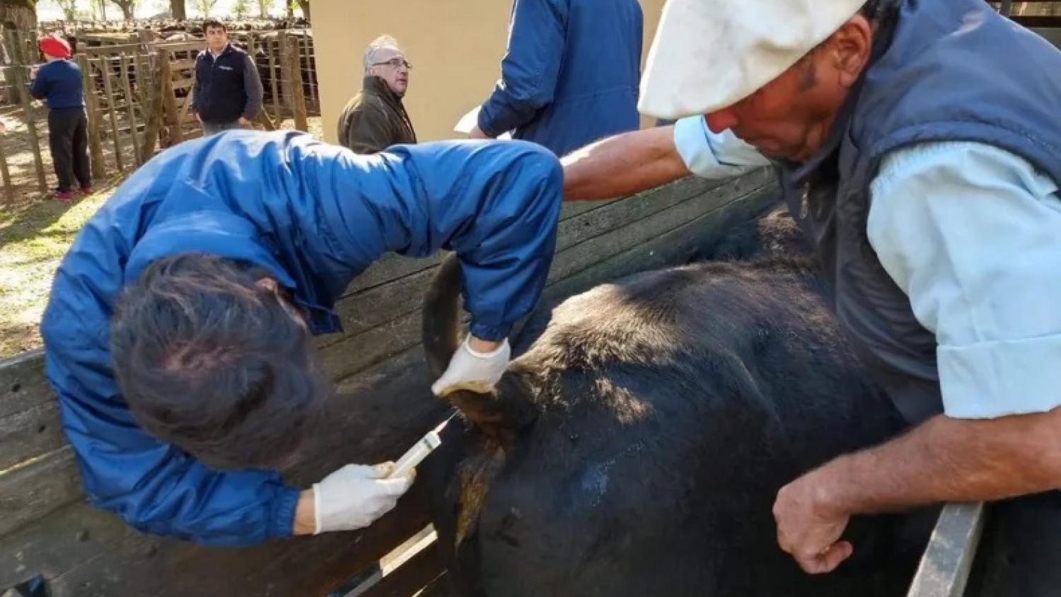 SENASA suma una nueva herramienta diagnóstica para reforzar el control de la brucelosis bovina