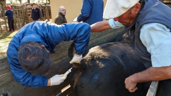 SENASA suma una nueva herramienta diagnóstica para reforzar el control de la brucelosis bovina