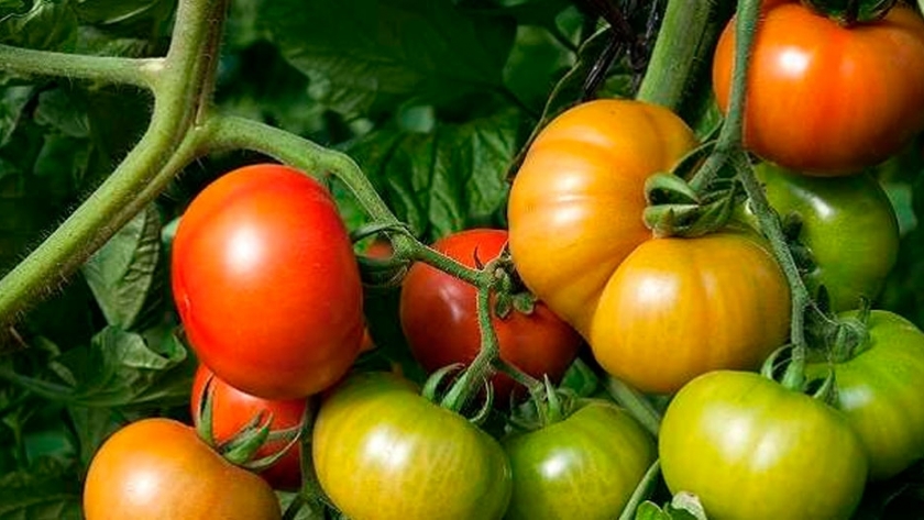 Un impulso simbiótico para las plantas de tomate de invernadero