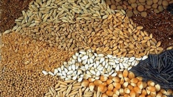 La ganadería arranca 2026 con mejores incentivos para invertir en pasturas por el cambio en los precios relativos