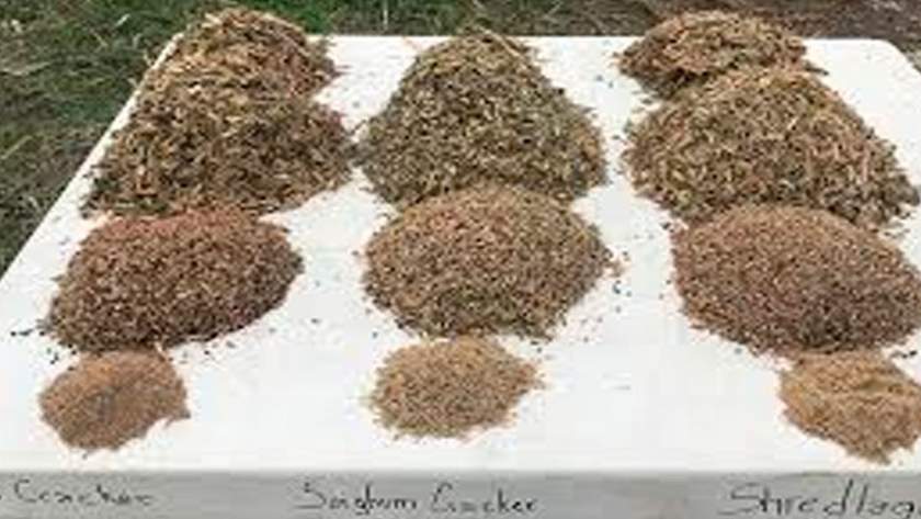 Presentaron el primer sorgo doble propósito igrowthth del mundo