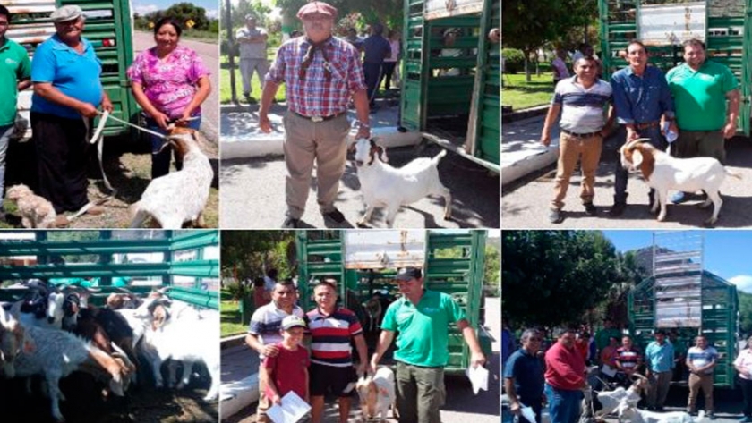 El Gobierno provincial realizó un aporte caprino a productores para mejorar la genética y la producción