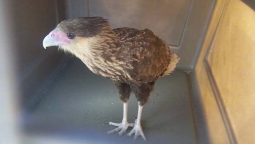 En el Día Mundial de la Vida Silvestre, Ambiente liberó dos aves rapaces