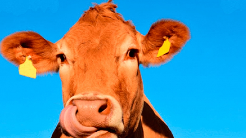 Lanzan un beneficio imperdible en productos de salud animal para productores ganaderos
