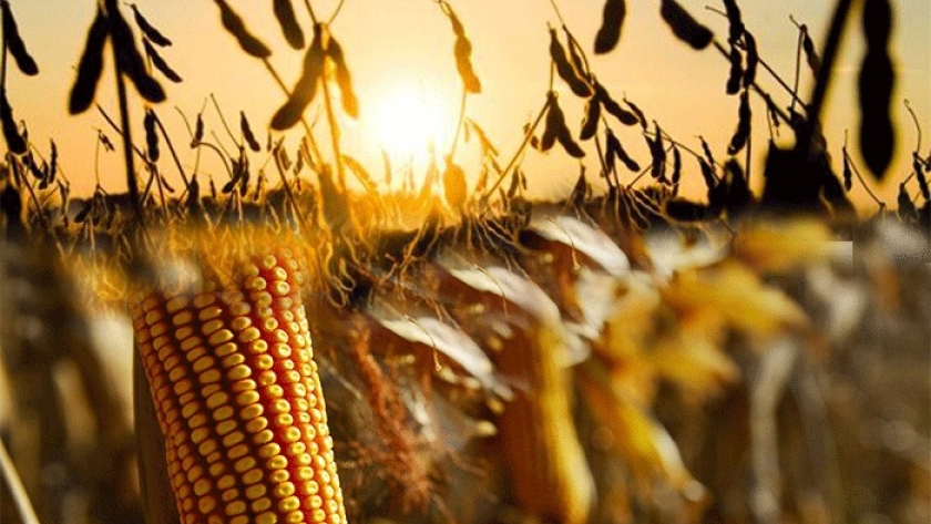 Chicago: la soja y el maíz continúan con la tendencia bajista
