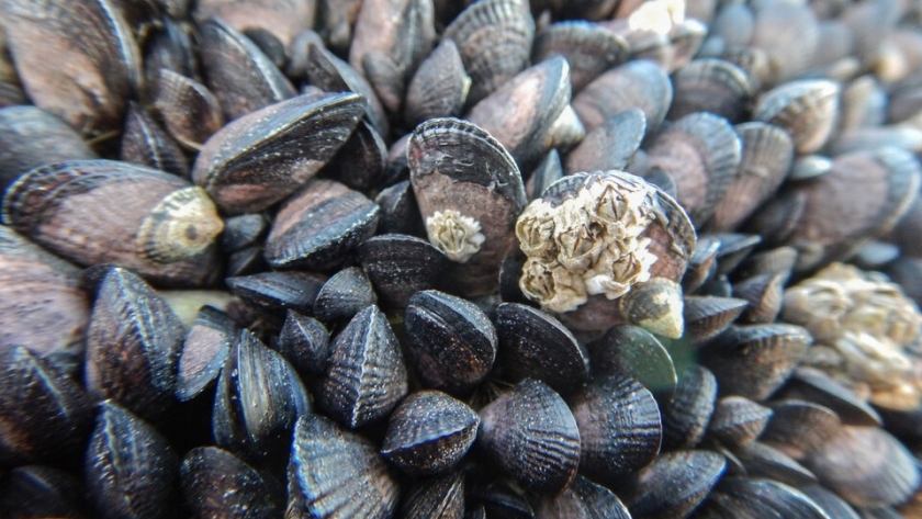 Investigan la muerte masiva de mejillones en las playas de Puerto Madryn