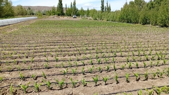 Maíz en el extremo sur: ensayos del INTA buscan correr la frontera agrícola hasta Santa Cruz