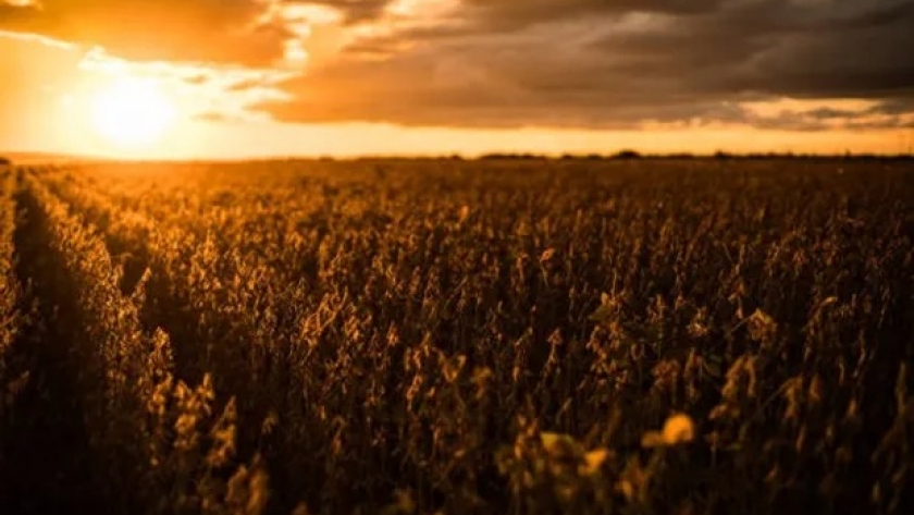 Las lluvias en Argentina y las complicaciones para la siembra en Brasil influencian el mercado de granos: cuánto se pagó por la soja