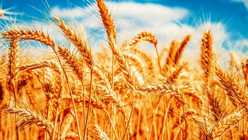 Corrientes exportó trigo a Brasil, corolario de la primera misión comercial a ese país