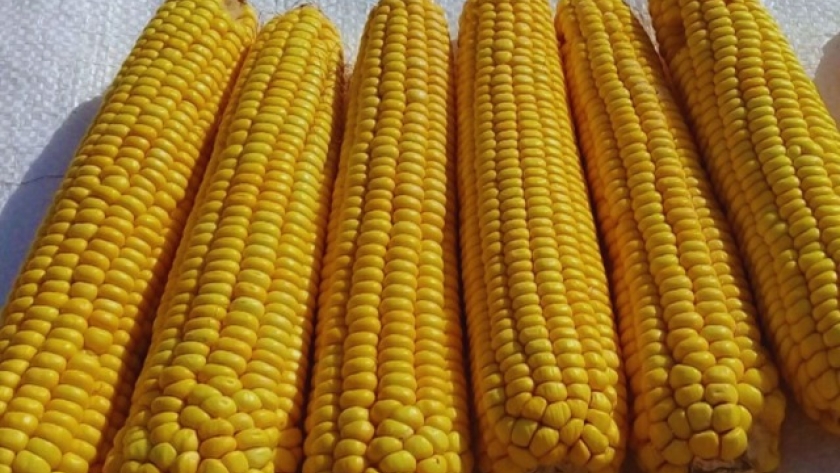 INTA desarrolla una nueva variedad de maíz amarillo