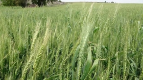 Por qué una formulación multisitio cambia el panorama sanitario del trigo