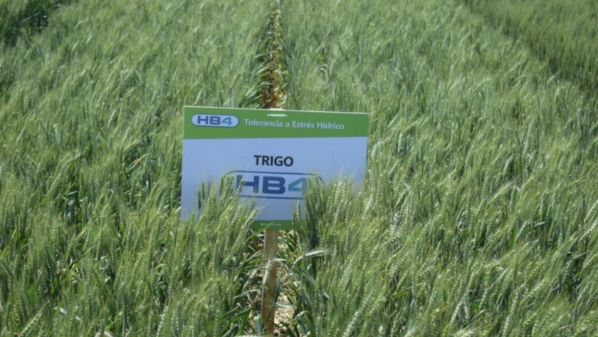 Trigo HB4: dónde está y cuáles son las medidas de control del Gobierno