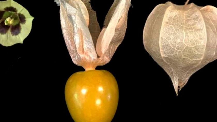 Esta podría ser la próxima fresa