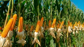 Cómo cerró el maíz ayer en el Gran Rosario y en Bahía Blanca