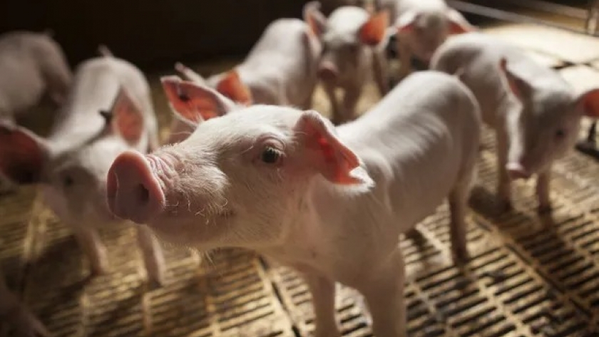 Peste porcina: Argentina elaboró un plan de contingencia que se pondrá en marcha a partir del primer caso positivo