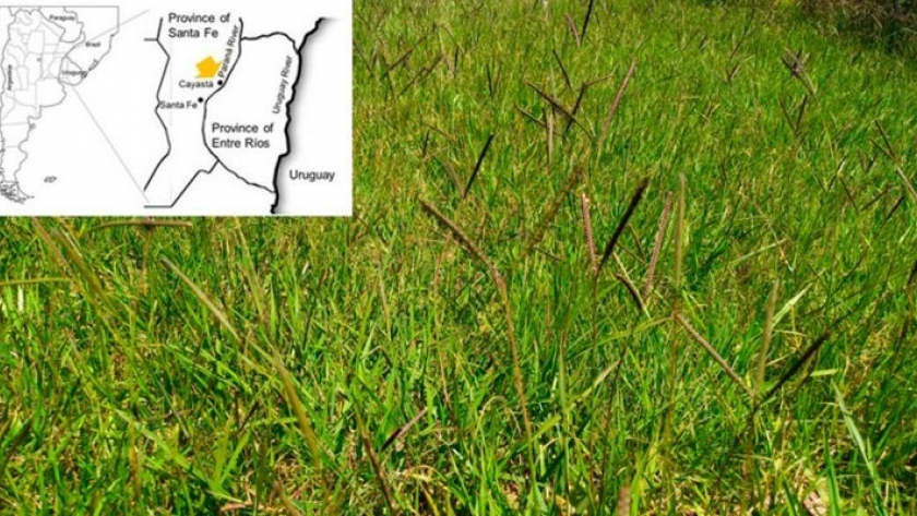 Descifran el genoma del pasto horqueta: una gramínea forrajera muy extendida en Sudamérica