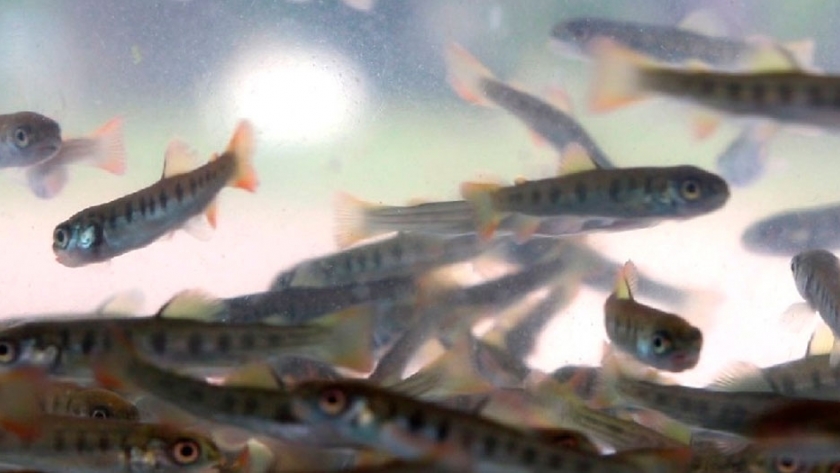 Se realizo en Viedma la siembra de alevinos de Trucha Arco Iris