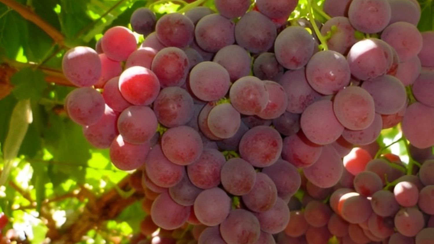 Producción en Albardón: perfil agroindustrial y vitivinicultura