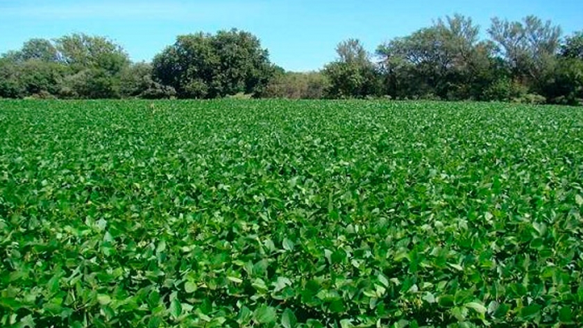 Vinculan el cambio de uso de suelo a pérdidas de carbono orgánico