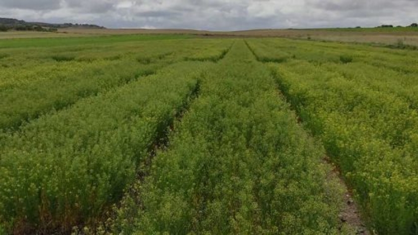 Camelina: cultivo del futuro y mejor aliado del medio ambiente