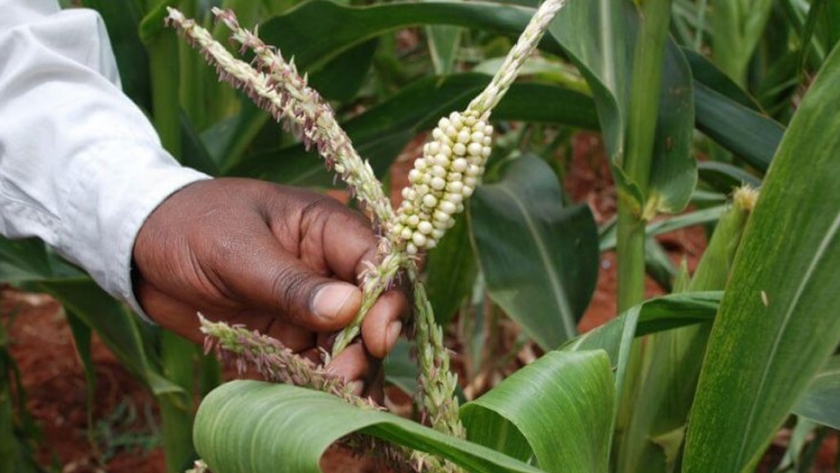 Los cultivos transgénicos podrían respaldar la seguridad alimentaria en África, sugiere un nuevo estudio