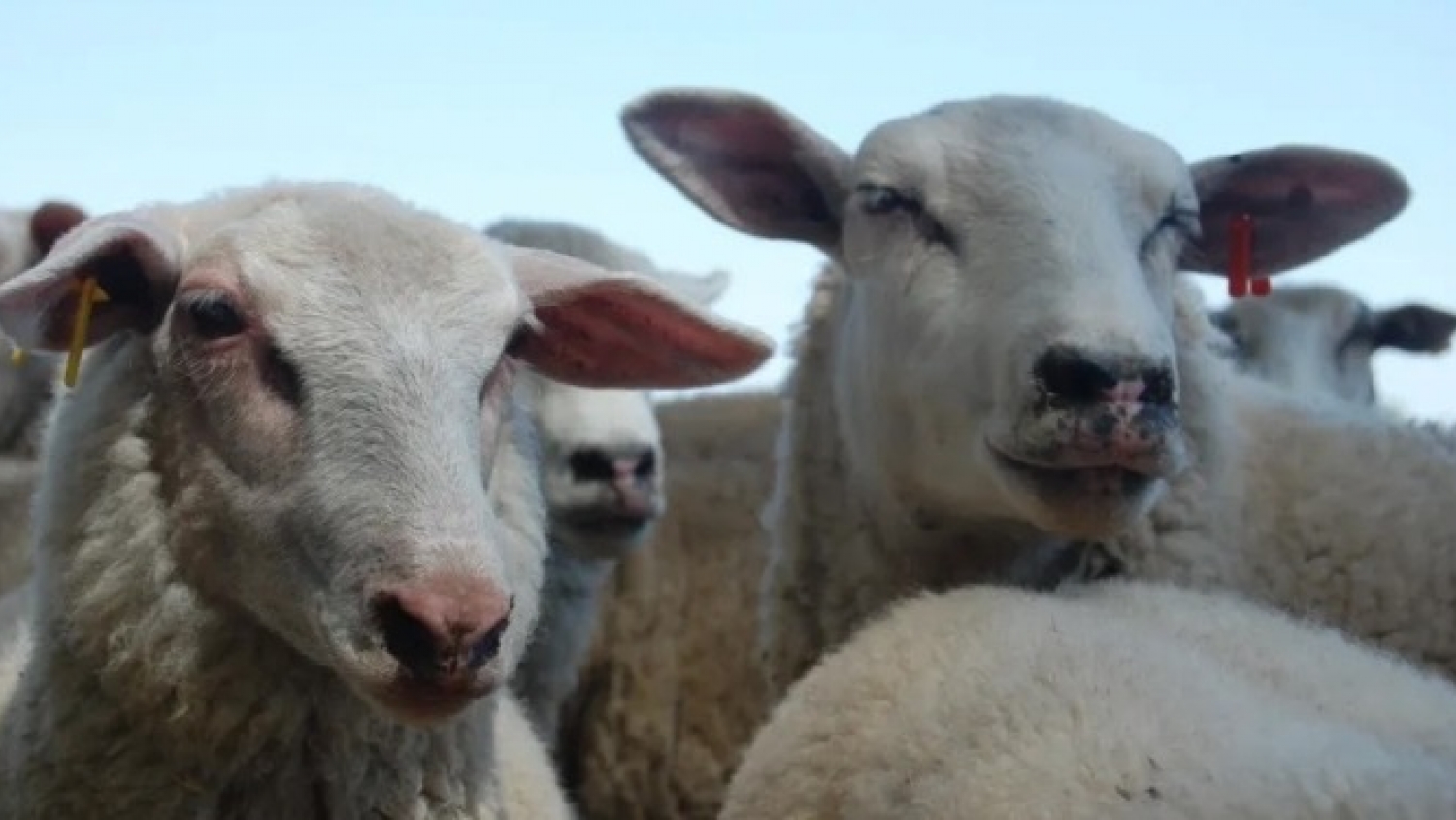 Impulsan el primer relevamiento nacional para definir las caraterísticas de la leche de oveja en Argentina