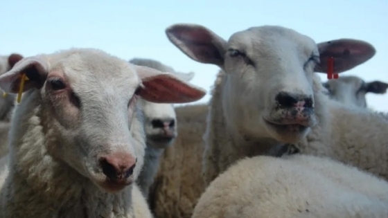 Impulsan el primer relevamiento nacional para definir las caraterísticas de la leche de oveja en Argentina