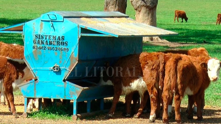 Con feedlots ecológicos y destete precoz mejoran los rendimientos