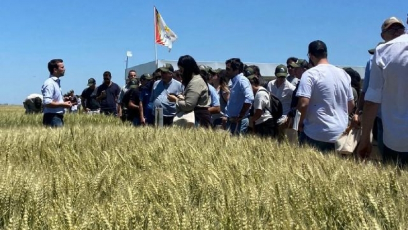 DONMARIOMÁS Trigo 2023: una jornada a campo que debuta en formato online