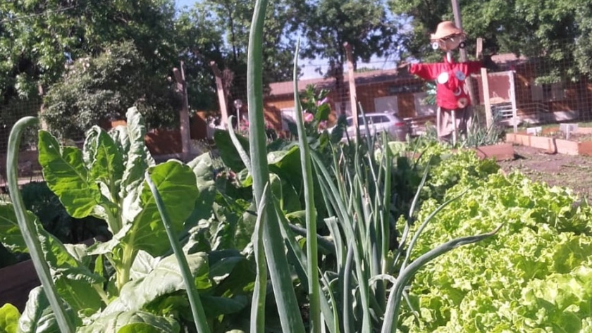 Importancia de la huerta en la escuela