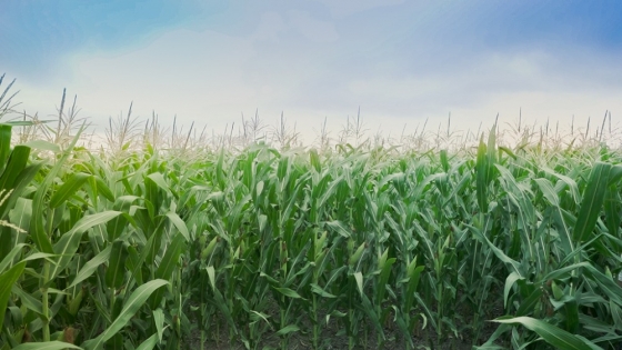 Nutrien y SPS: una alianza para ofrecer la mejor genética en maíz y girasol