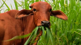 Las nuevas caras de la carne apuestan por una ganadería más sustentable y la economía circular