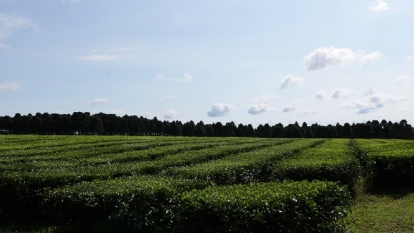 En Misiones calculan que la producción de té creció 40% esta campaña, recuperándose bien de la gran sequía