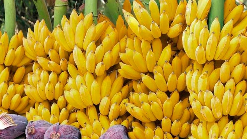Cómo duplicar el rinde en la producción de bananas
