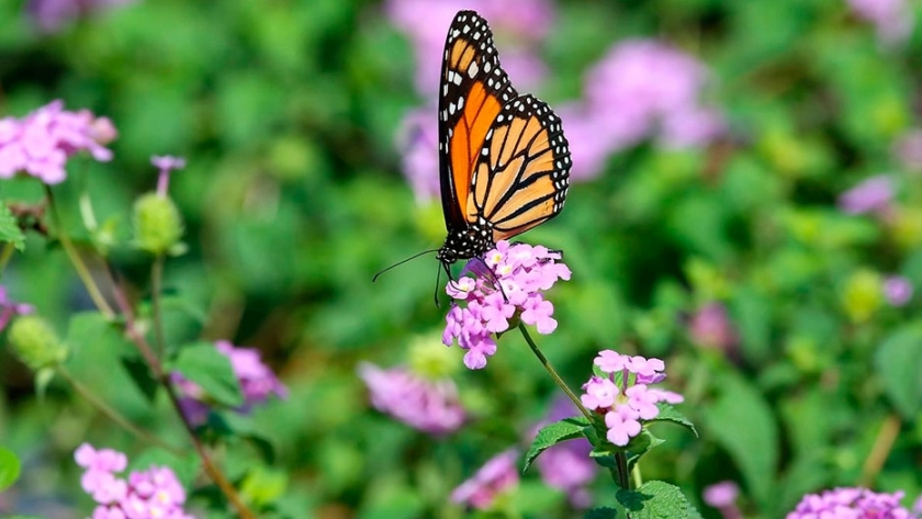 Un jardín lleno de mariposas