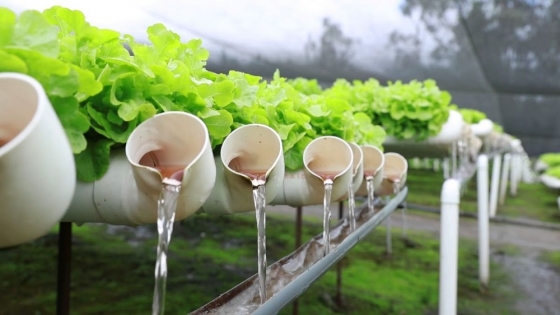 Cultivar el futuro: Cómo crear una huerta hidropónica